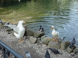 Ducks in Villa Borghese in Rome